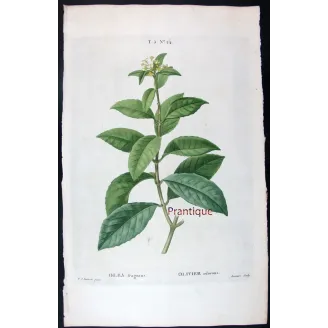 Antique Print by Pierre-Joseph Redouté – Olive Tree (Olea europæa)