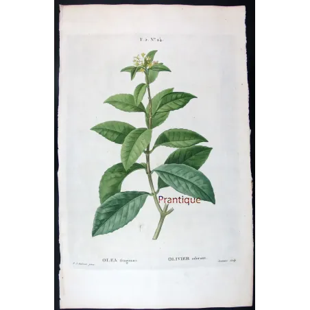 Antique Print by Pierre-Joseph Redouté – Olive Tree (Olea europæa)