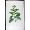 Olive Tree (*Olea europæa*) – Olivier d'Europe - var Olea Fragrans - Antique Botany Print – Pierre-Joseph Redouté (c.1801-1819)