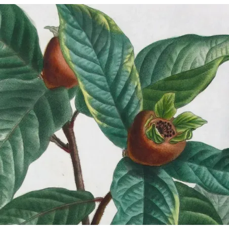 Antique Print by Pierre-Joseph Redouté – Common Medlar (Mespilus communis)