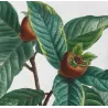 Common Medlar (*Mespilus communis*) / Néflier commun Original engraving by Pierre-Joseph Redouté (c.1801-1819)
