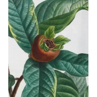 Antique Print by Pierre-Joseph Redouté – Common Medlar (Mespilus communis)