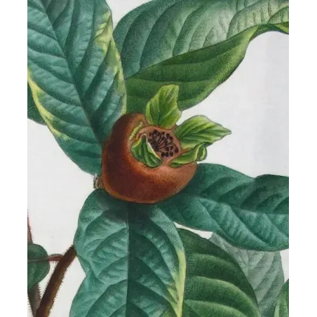 Antique Print by Pierre-Joseph Redouté – Common Medlar (Mespilus communis)