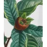Common Medlar (*Mespilus communis*) / Néflier commun Original engraving by Pierre-Joseph Redouté (c.1801-1819)