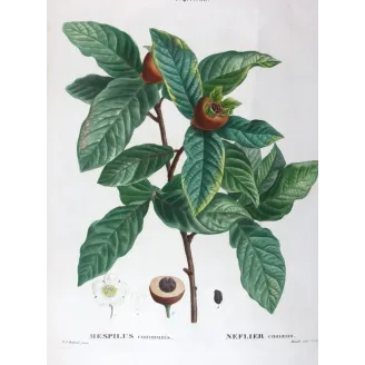 Antique Print by Pierre-Joseph Redouté – Common Medlar (Mespilus communis)