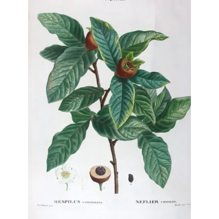 Antique Print by Pierre-Joseph Redouté – Common Medlar (Mespilus communis)