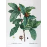 Common Medlar (*Mespilus communis*) / Néflier commun Original engraving by Pierre-Joseph Redouté (c.1801-1819)