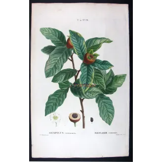Antique Print by Pierre-Joseph Redouté – Common Medlar (Mespilus communis)