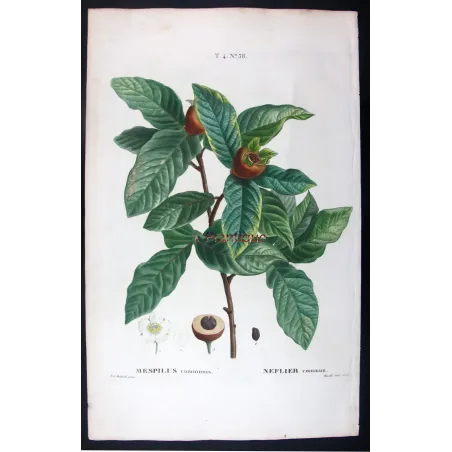Antique Print by Pierre-Joseph Redouté – Common Medlar (Mespilus communis)