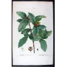 Common Medlar (*Mespilus communis*) / Néflier commun Original engraving by Pierre-Joseph Redouté (c.1801-1819)