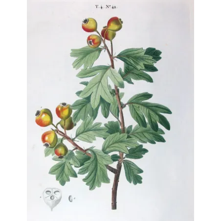 Antique Print by Pierre-Joseph Redouté – Azarole (Mespilus azarolus)