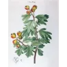 Azarole (*Mespilus azarolus*) / Néflier Azéole Original engraving by Pierre-Joseph Redouté (c.1801-1819)