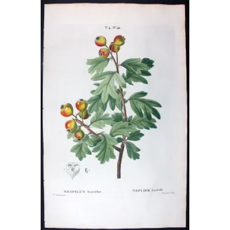 Antique Print by Pierre-Joseph Redouté – Azarole (Mespilus azarolus)
