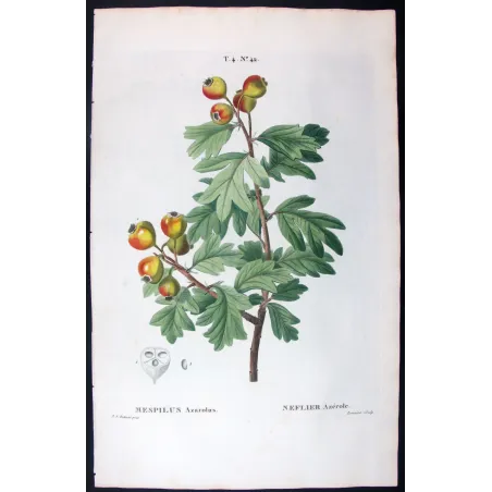 Antique Print by Pierre-Joseph Redouté – Azarole (Mespilus azarolus)