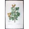 Azarole (*Mespilus azarolus*) / Néflier Azéole Original engraving by Pierre-Joseph Redouté (c.1801-1819)