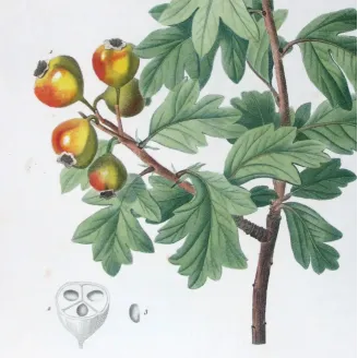 Antique Print by Pierre-Joseph Redouté – Azarole (Mespilus azarolus)