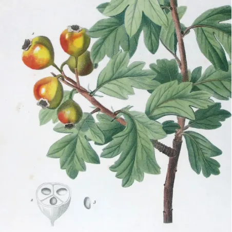 Antique Print by Pierre-Joseph Redouté – Azarole (Mespilus azarolus)