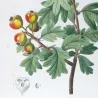 Azarole (*Mespilus azarolus*) / Néflier Azéole Original engraving by Pierre-Joseph Redouté (c.1801-1819)
