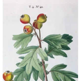 Antique Print by Pierre-Joseph Redouté – Azarole (Mespilus azarolus)