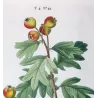 Azarole (*Mespilus azarolus*) / Néflier Azéole Original engraving by Pierre-Joseph Redouté (c.1801-1819)