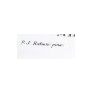 Antique Print by Pierre-Joseph Redouté – Azarole (Mespilus azarolus)