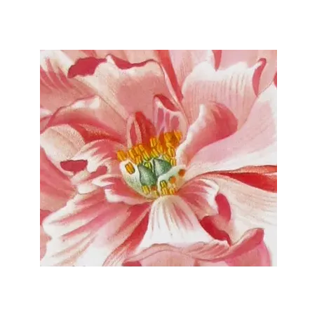 Antique Print by Pancrace Bessa – Tree Peony (Paeonia moutan)