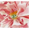 Tree Peony (*Paeonia moutan*) / Pivoine moutan  Original engraving by Pancrace Bessa (c.1801-1819)