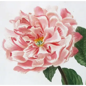 Antique Print by Pancrace Bessa – Tree Peony (Paeonia moutan)