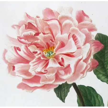 Antique Print by Pancrace Bessa – Tree Peony (Paeonia moutan)