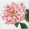 Tree Peony (*Paeonia moutan*) / Pivoine moutan  Original engraving by Pancrace Bessa (c.1801-1819)