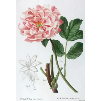 Antique Print by Pancrace Bessa – Tree Peony (Paeonia moutan)