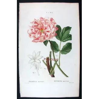 Antique Print by Pancrace Bessa – Tree Peony (Paeonia moutan)