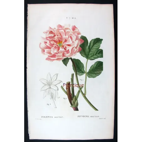 Antique Print by Pancrace Bessa – Tree Peony (Paeonia moutan)