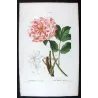 Tree Peony (*Paeonia moutan*) / Pivoine moutan  Original engraving by Pancrace Bessa (c.1801-1819)