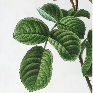 Antique Print by Pancrace Bessa – Hundred-petaled Rose (Rosa centifolia)
