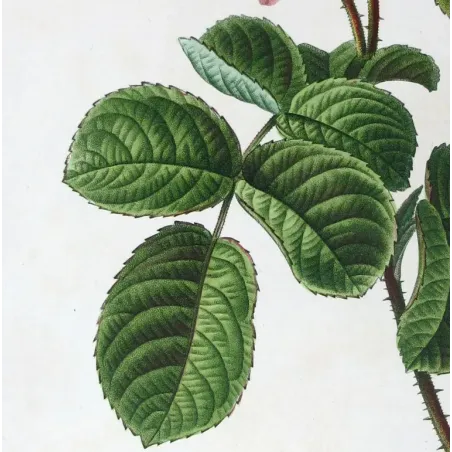 Antique Print by Pancrace Bessa – Hundred-petaled Rose (Rosa centifolia)