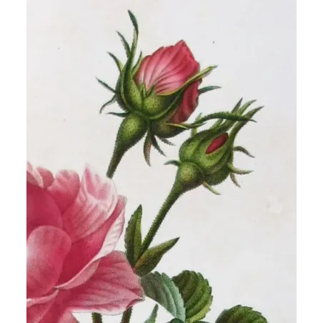 Antique Print by Pancrace Bessa – Hundred-petaled Rose (Rosa centifolia)