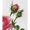 Hundred-petaled Rose (*Rosa centifolia*) / Rose à cent feuilles  Original engraving by Pancrace Bessa (c.1801-1819)