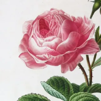 Antique Print by Pancrace Bessa – Hundred-petaled Rose (Rosa centifolia)