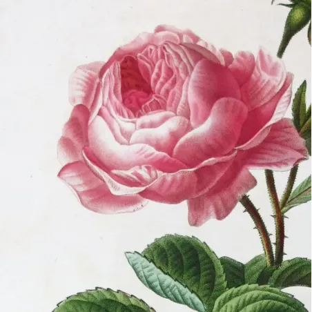 Antique Print by Pancrace Bessa – Hundred-petaled Rose (Rosa centifolia)