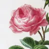 Hundred-petaled Rose (*Rosa centifolia*) / Rose à cent feuilles  Original engraving by Pancrace Bessa (c.1801-1819)