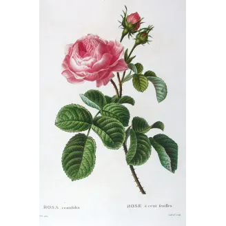 Antique Print by Pancrace Bessa – Hundred-petaled Rose (Rosa centifolia)