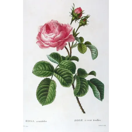 Antique Print by Pancrace Bessa – Hundred-petaled Rose (Rosa centifolia)