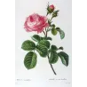 Hundred-petaled Rose (*Rosa centifolia*) / Rose à cent feuilles  Original engraving by Pancrace Bessa (c.1801-1819)