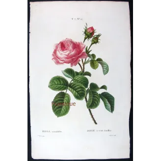 Antique Print by Pancrace Bessa – Hundred-petaled Rose (Rosa centifolia)