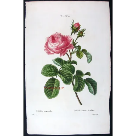 Antique Print by Pancrace Bessa – Hundred-petaled Rose (Rosa centifolia)