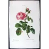 Hundred-petaled Rose (*Rosa centifolia*) / Rose à cent feuilles  Original engraving by Pancrace Bessa (c.1801-1819)