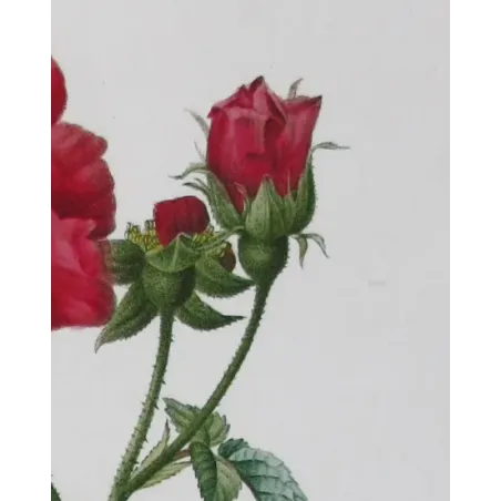 Antique Print by Pancrace Bessa – French Rose (Rosa gallica)