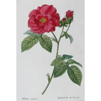 Antique Print by Pancrace Bessa – French Rose (Rosa gallica)