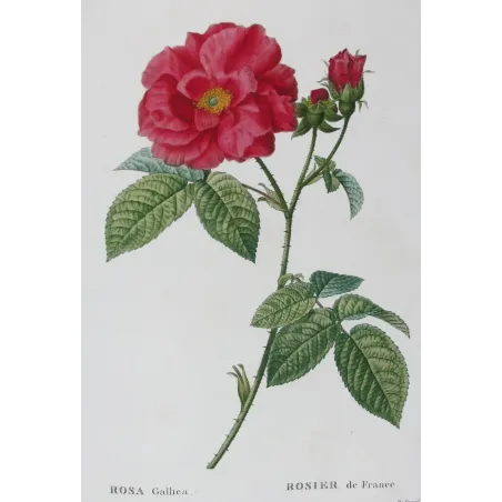 Antique Print by Pancrace Bessa – French Rose (Rosa gallica)